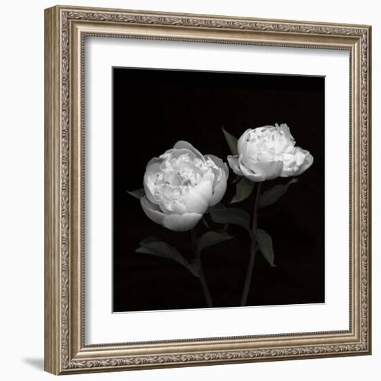 Peony Perfection I-Jeff Maihara-Framed Giclee Print