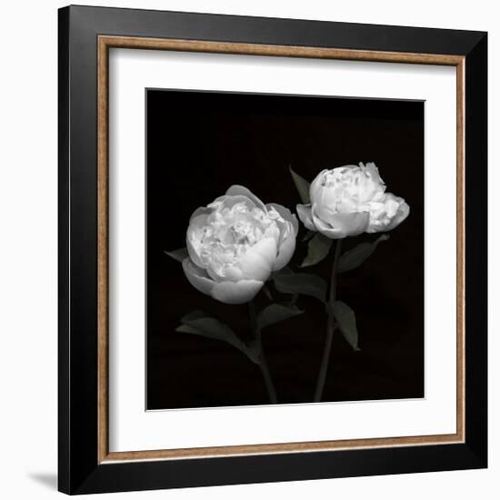 Peony Perfection I-Jeff Maihara-Framed Giclee Print