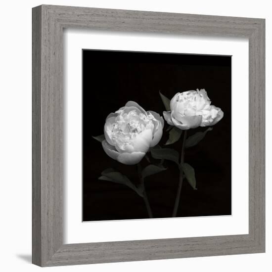 Peony Perfection I-Jeff Maihara-Framed Giclee Print