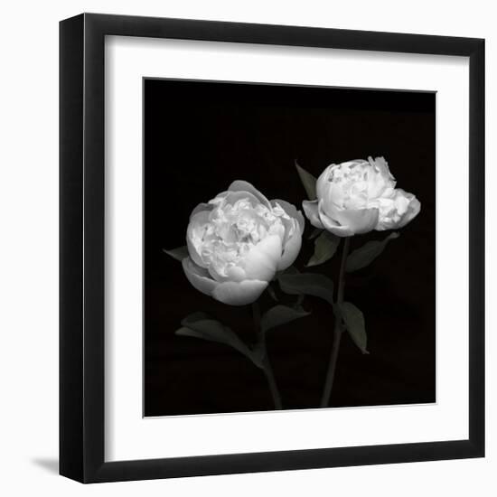 Peony Perfection I-Jeff Maihara-Framed Giclee Print