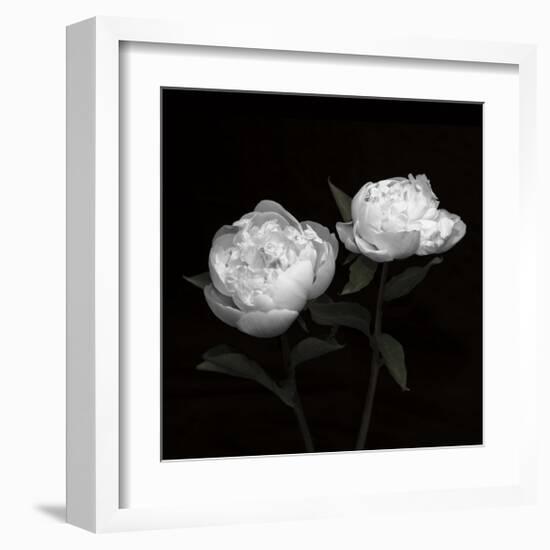 Peony Perfection I-Jeff Maihara-Framed Giclee Print