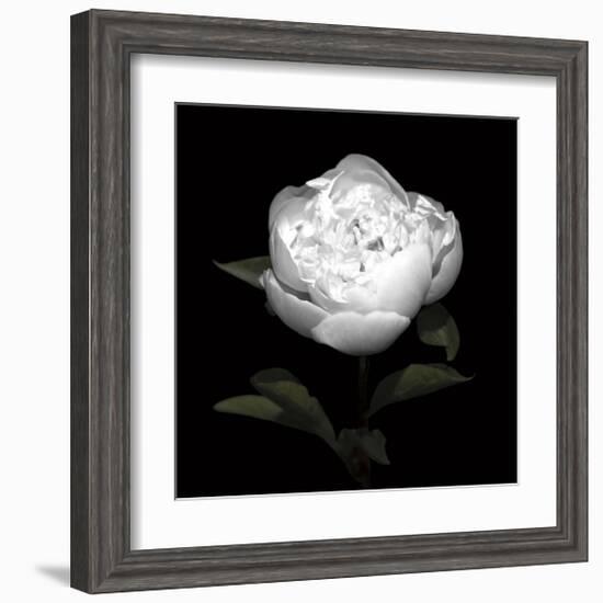 Peony Perfection II-Jeff Maihara-Framed Giclee Print