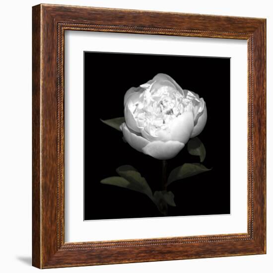 Peony Perfection II-Jeff Maihara-Framed Giclee Print