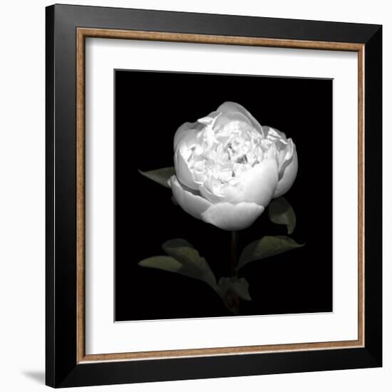 Peony Perfection II-Jeff Maihara-Framed Giclee Print