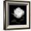 Peony Perfection II-Jeff Maihara-Framed Giclee Print