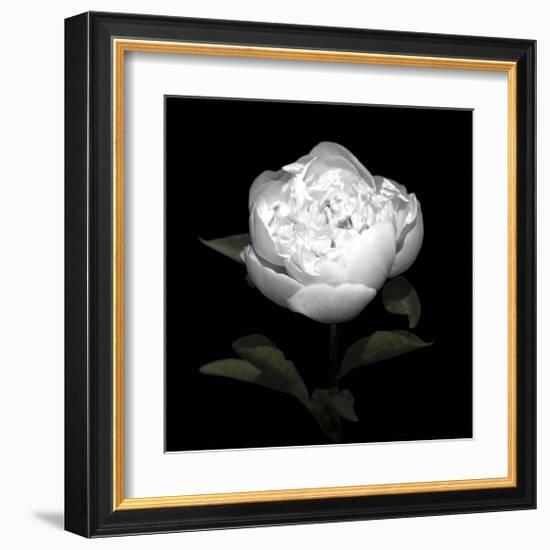 Peony Perfection II-Jeff Maihara-Framed Giclee Print