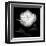 Peony Perfection II-Jeff Maihara-Framed Giclee Print