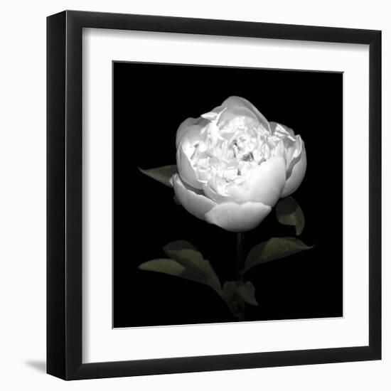 Peony Perfection II-Jeff Maihara-Framed Giclee Print