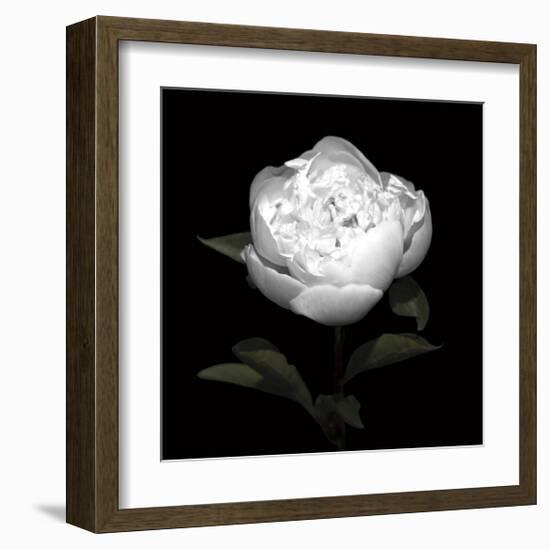 Peony Perfection II-Jeff Maihara-Framed Giclee Print