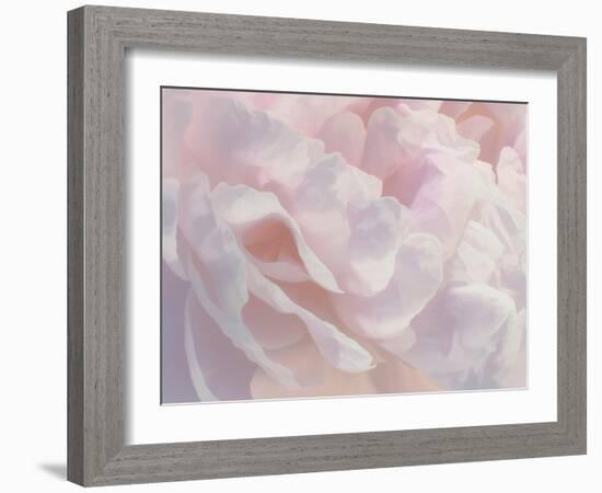 Peony Pink Blush III-David Pollard-Framed Art Print