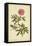 Peony, Pl. CXCIX-Phillip Miller-Framed Stretched Canvas