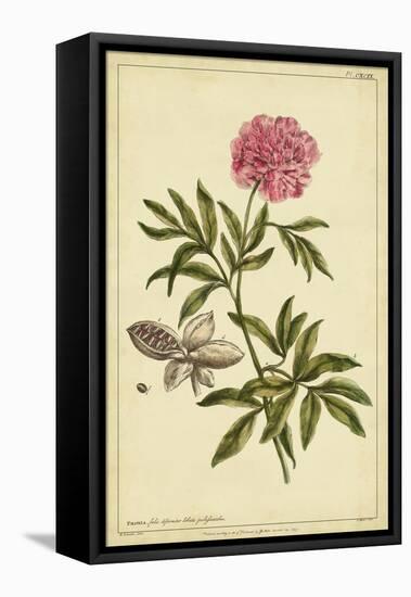 Peony, Pl. CXCIX-Phillip Miller-Framed Stretched Canvas