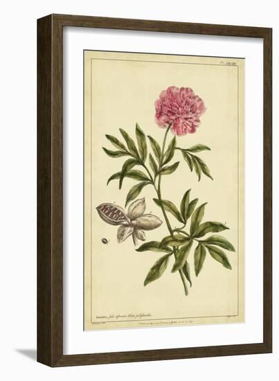 Peony, Pl. CXCIX-Phillip Miller-Framed Art Print