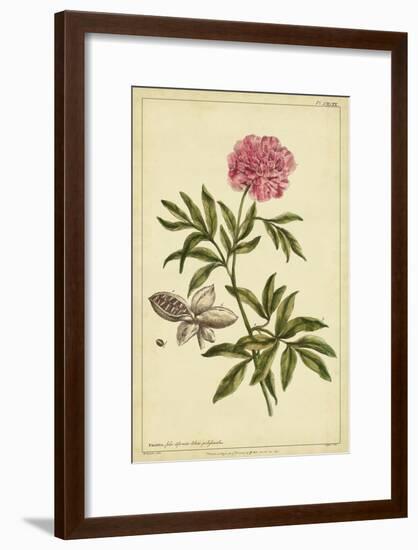 Peony, Pl. CXCIX-Phillip Miller-Framed Art Print