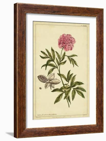 Peony, Pl. CXCIX-Phillip Miller-Framed Art Print