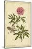 Peony, Pl. CXCIX-Phillip Miller-Mounted Art Print