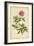 Peony, Pl. CXCIX-Phillip Miller-Framed Art Print