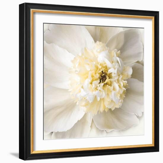 Peony Praise-Rebecca Swanson-Framed Photographic Print