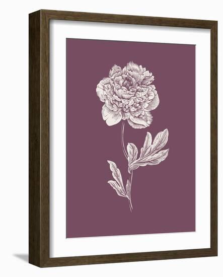 Peony Purple Flower-Jasmine Woods-Framed Art Print