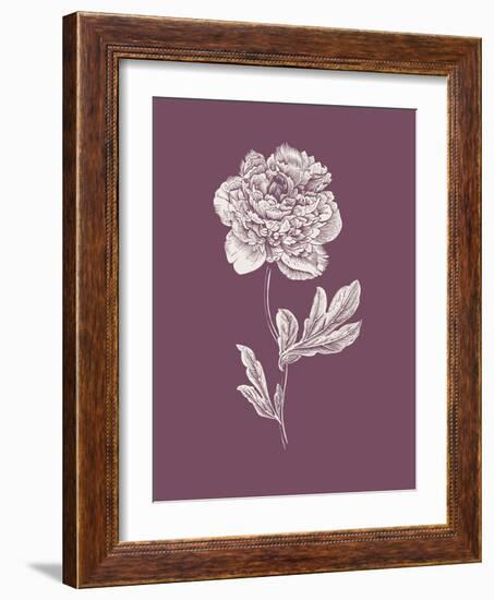 Peony Purple Flower-Jasmine Woods-Framed Art Print