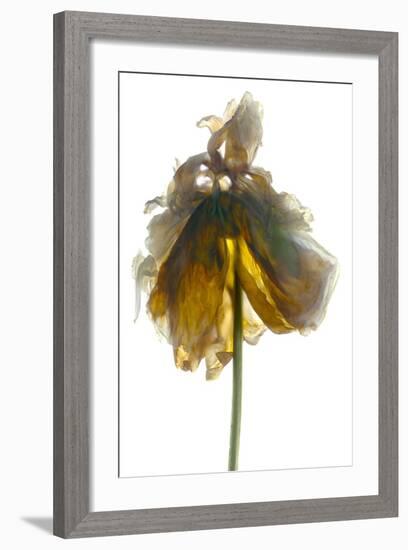 Peony Stand White-Julia McLemore-Framed Photographic Print