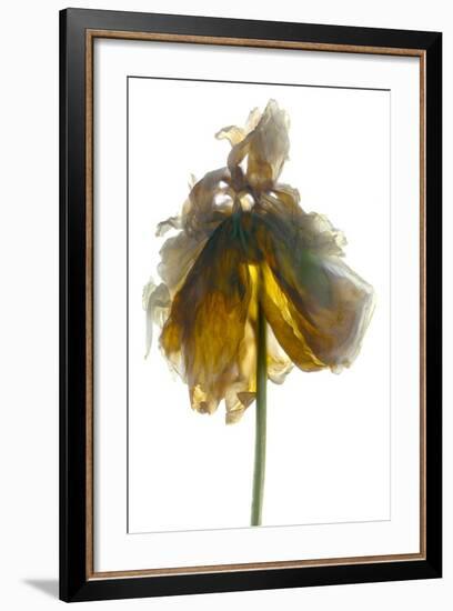 Peony Stand White-Julia McLemore-Framed Photographic Print