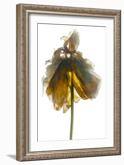 Peony Stand White-Julia McLemore-Framed Photographic Print