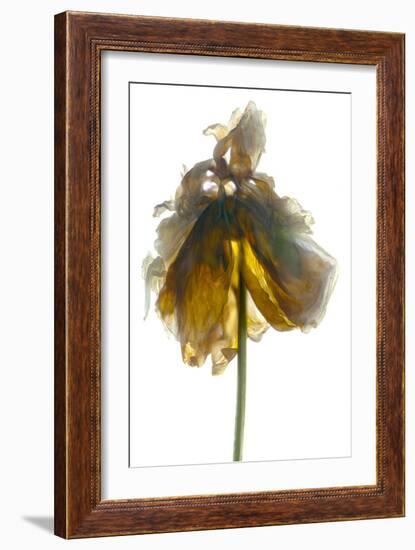 Peony Stand White-Julia McLemore-Framed Photographic Print