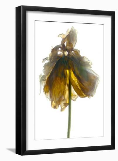 Peony Stand White-Julia McLemore-Framed Photographic Print