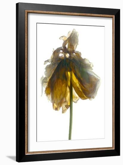 Peony Stand White-Julia McLemore-Framed Photographic Print