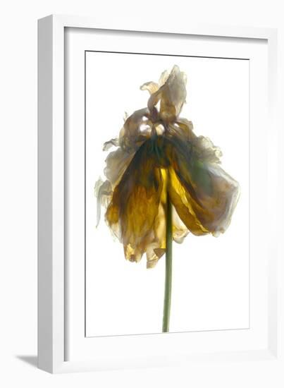 Peony Stand White-Julia McLemore-Framed Photographic Print