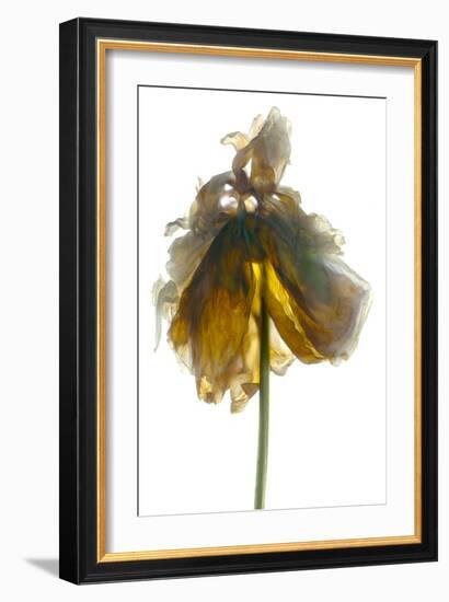 Peony Stand White-Julia McLemore-Framed Photographic Print