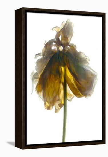 Peony Stand White-Julia McLemore-Framed Premier Image Canvas