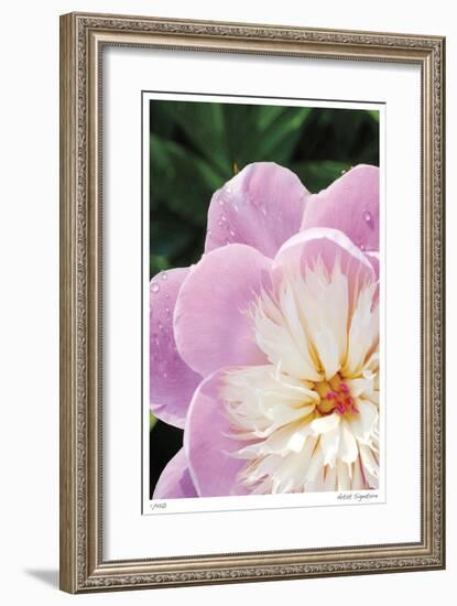 Peony Study-Stacy Bass-Framed Giclee Print