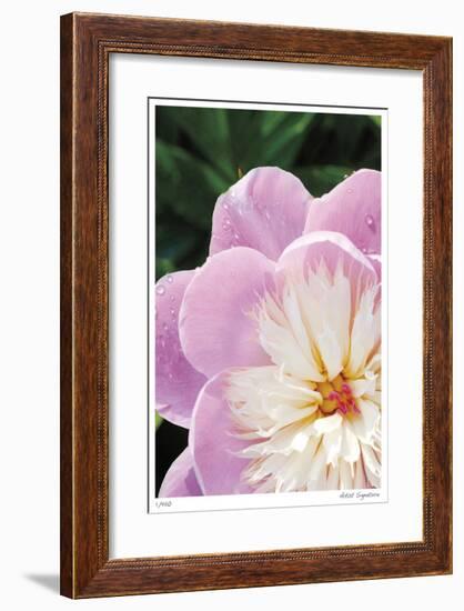 Peony Study-Stacy Bass-Framed Giclee Print