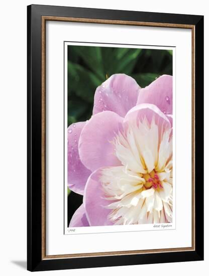 Peony Study-Stacy Bass-Framed Giclee Print