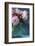 Peony Study-Anna Miller-Framed Photographic Print