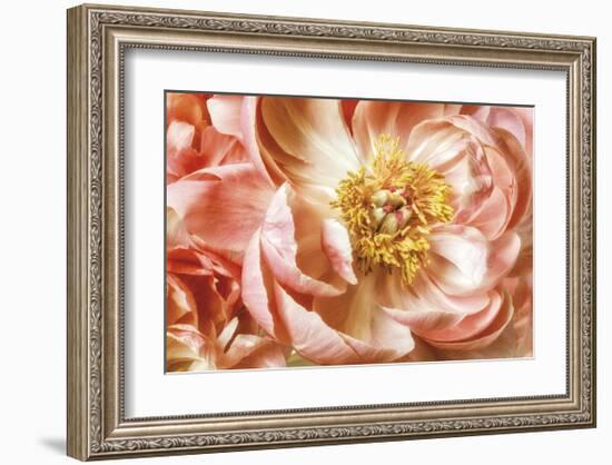 Peony Two-Diane Poinski-Framed Giclee Print