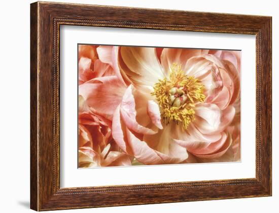 Peony Two-Diane Poinski-Framed Giclee Print