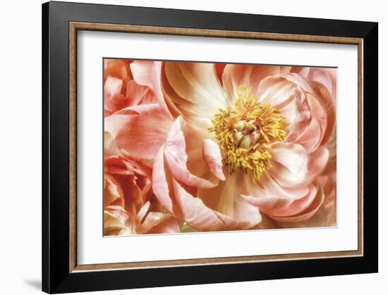 Peony Two-Diane Poinski-Framed Giclee Print