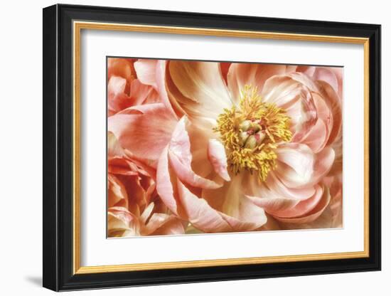 Peony Two-Diane Poinski-Framed Giclee Print