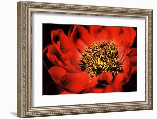 Peony V-Christine Zalewski-Framed Art Print