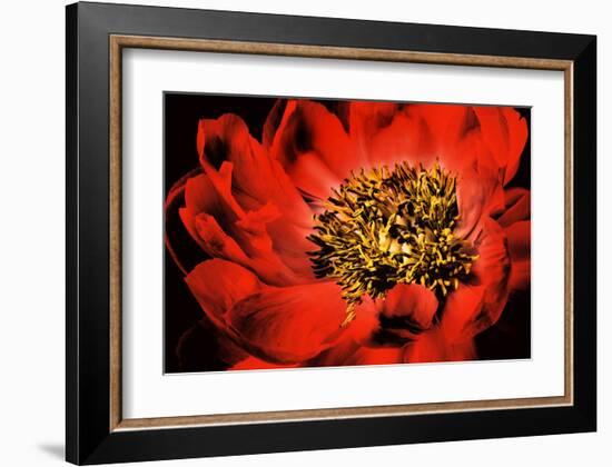 Peony V-Christine Zalewski-Framed Art Print