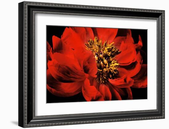 Peony VI-Christine Zalewski-Framed Art Print