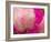 Peony with Raindrops, Olympic Peninsula, Washington, USA-Darrell Gulin-Framed Photographic Print