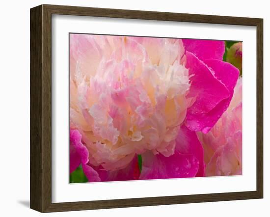 Peony with Raindrops, Olympic Peninsula, Washington, USA-Darrell Gulin-Framed Photographic Print