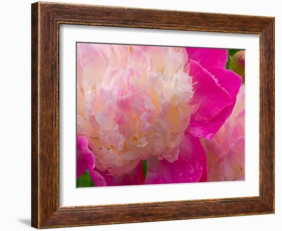 Peony with Raindrops, Olympic Peninsula, Washington, USA-Darrell Gulin-Framed Photographic Print