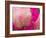 Peony with Raindrops, Olympic Peninsula, Washington, USA-Darrell Gulin-Framed Photographic Print