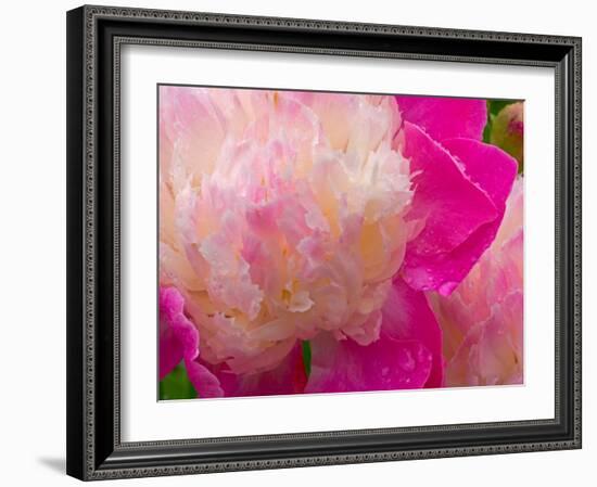 Peony with Raindrops, Olympic Peninsula, Washington, USA-Darrell Gulin-Framed Photographic Print