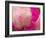 Peony with Raindrops, Olympic Peninsula, Washington, USA-Darrell Gulin-Framed Photographic Print